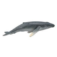 گوساله نهنگ گوژپشت, image 